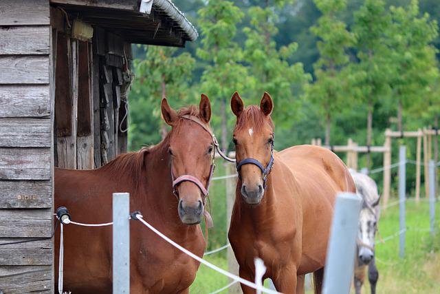 buitenstal of schuilstal met paarden.